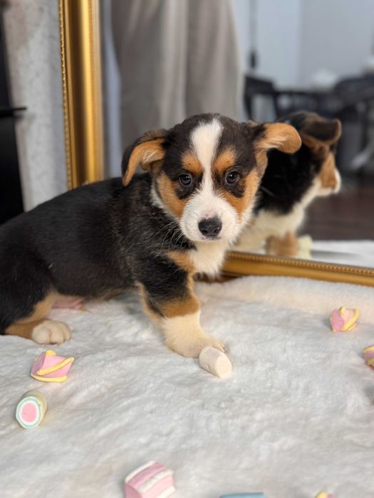 Шикарні цуцики Коргі Кардиган