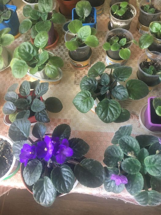 Домашні молоді фіалки , гарні .