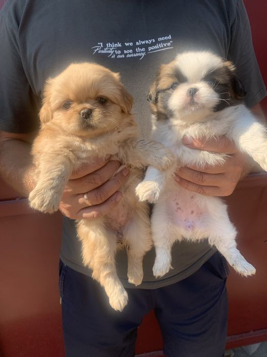 Продам цуценят Пекінесиків