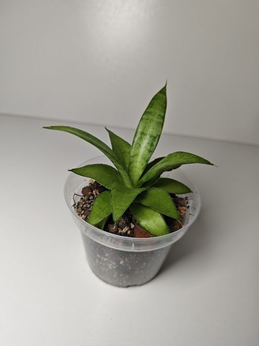 Sansevieria Kumara