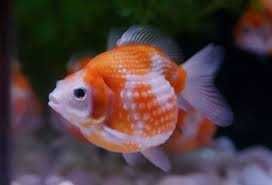 Золоті Рибки( Вуалехвост)