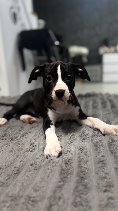 Щенки Американский Стаффорширский Терьер