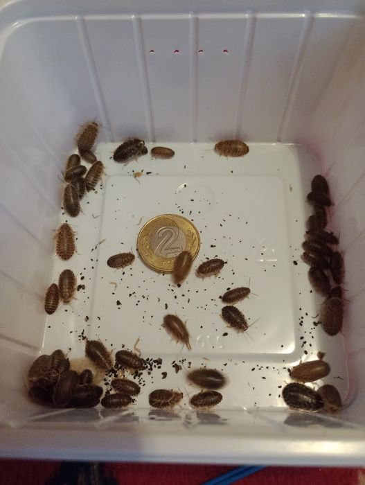 WYSYŁKA Karaczan argentyński wylęg 50 sztuk dubia pokarm dla pająka