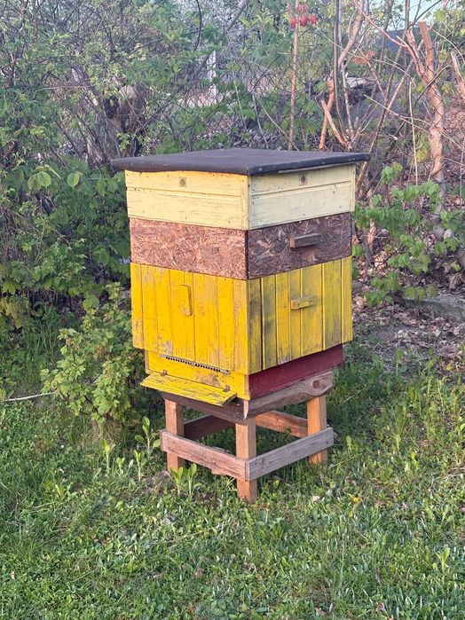 Ule drewniane korpusowe Dadanta