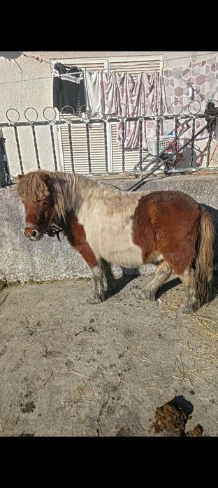 Pónei pónei pónei