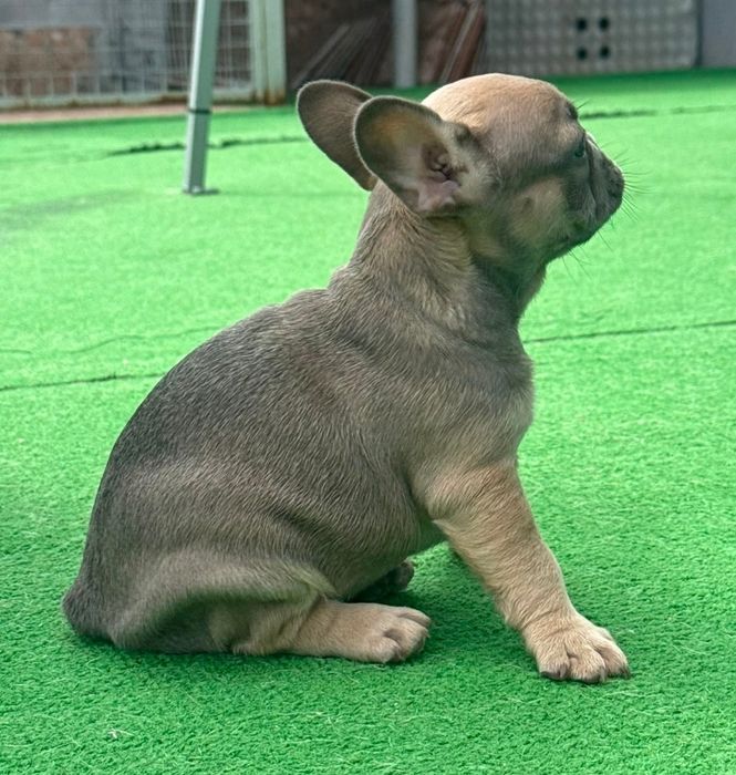 Bulldog francês fêmea blue fawn