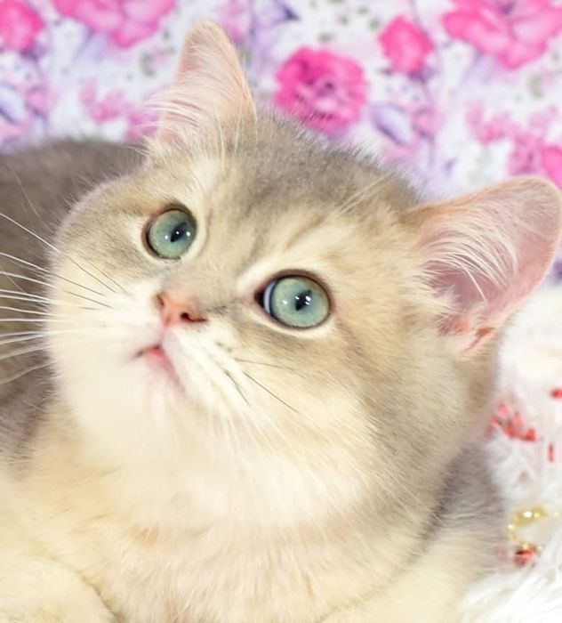 Вязка кота - Голубе золото !