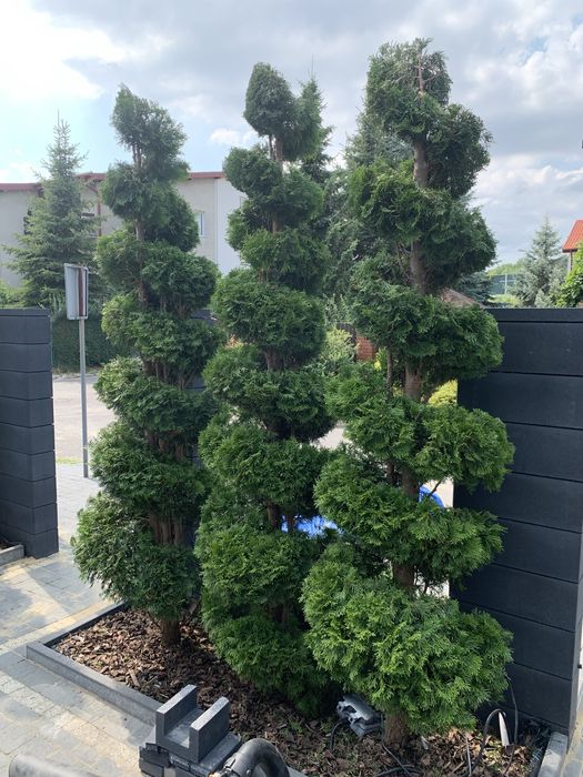 Pielegnacja ogrodów