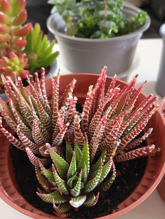 Plantas naturais 4 e 5 euros