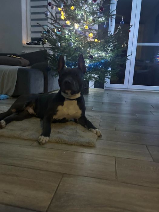 psiak do adopcji