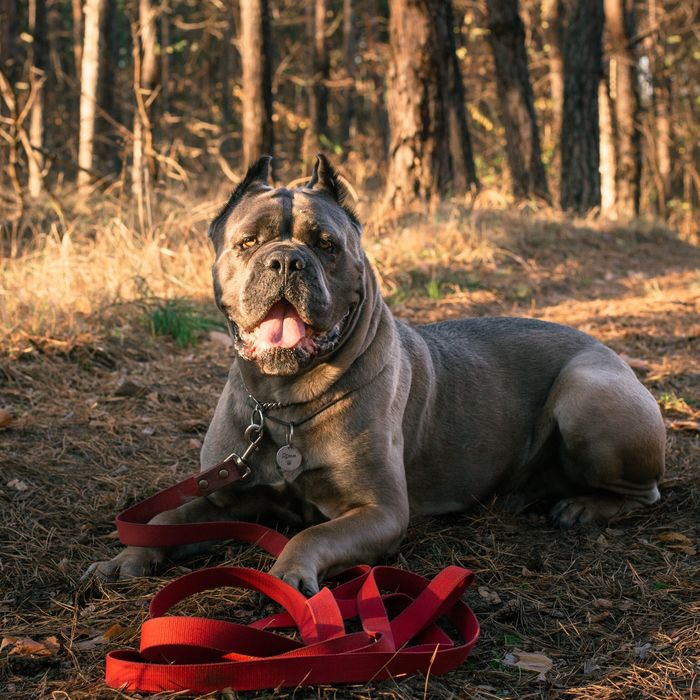 Чемпион Молдовы и Румынии