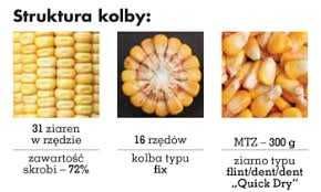 Kukurydza Nasiona ES Inventive FAO 240-250