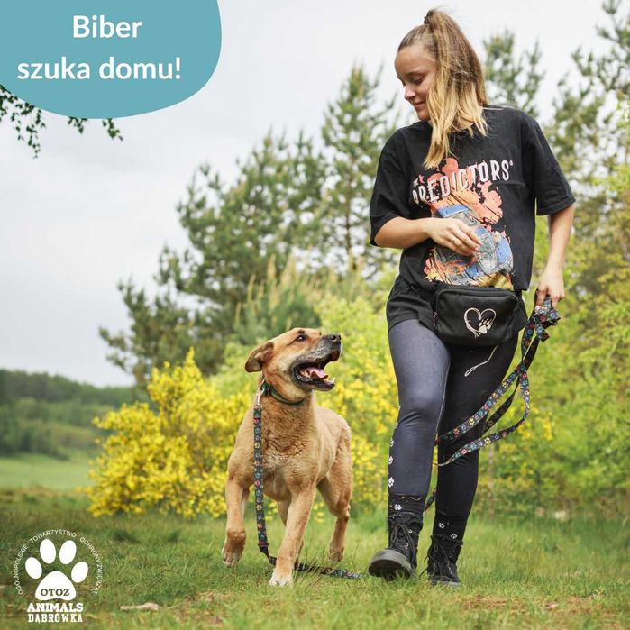 Biber szuka nowego domu