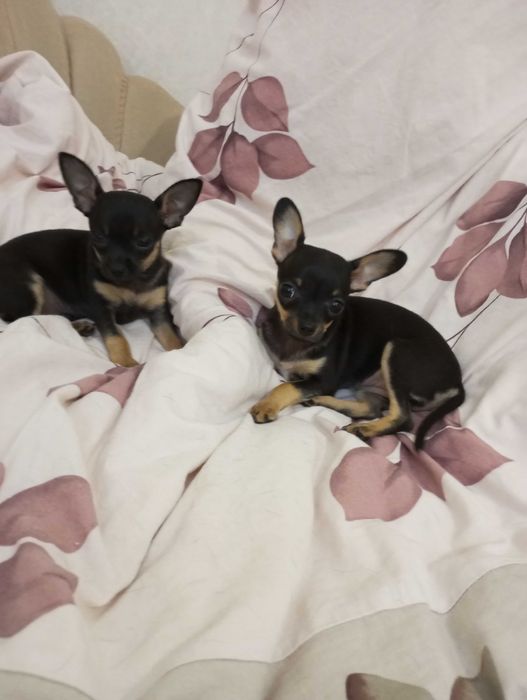 Цуценята,той терьер,2,5міс