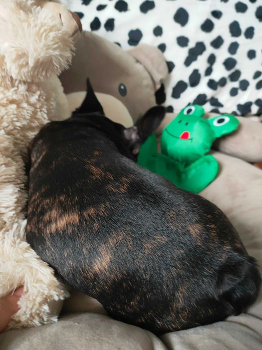 Buldog francuski zkwp/fci  słodki szczeniaczek w rudo-czerwone pręgi.