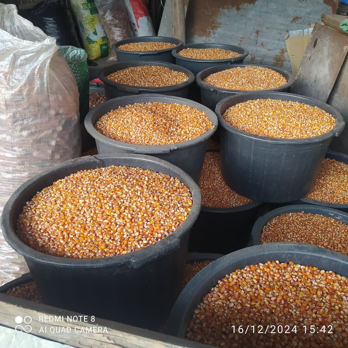 Lenha seca de carvalho e eucalipto.Milho miúdo