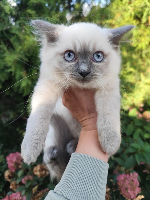 Kot brytyjski mix ragdoll kotka blue mitted
