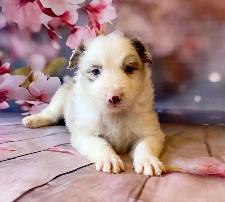 Border Collie chłopiec AMOR