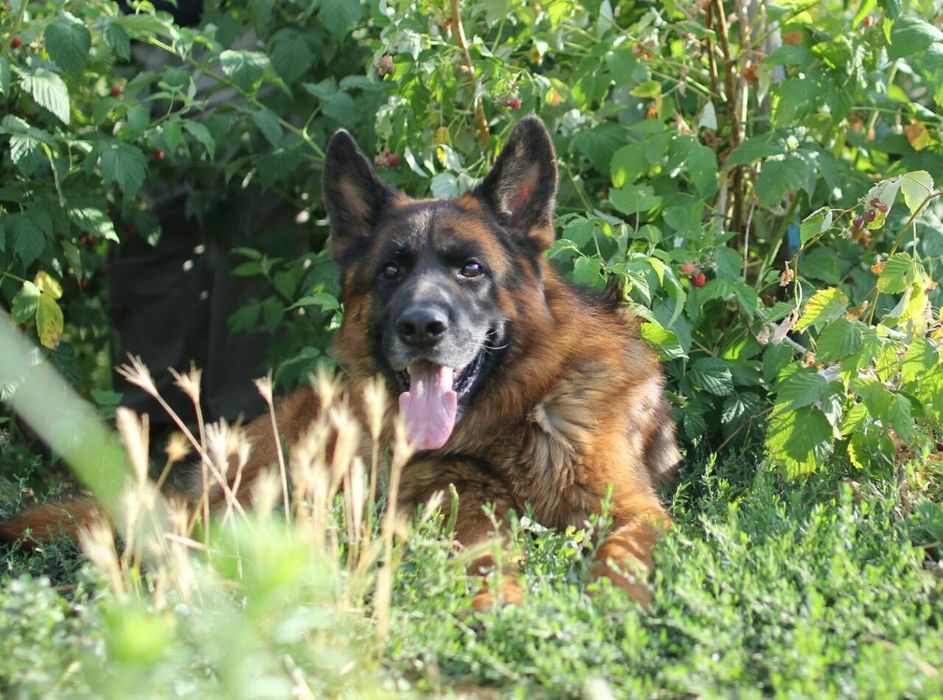 Кобель немецкой овчарки для вязки