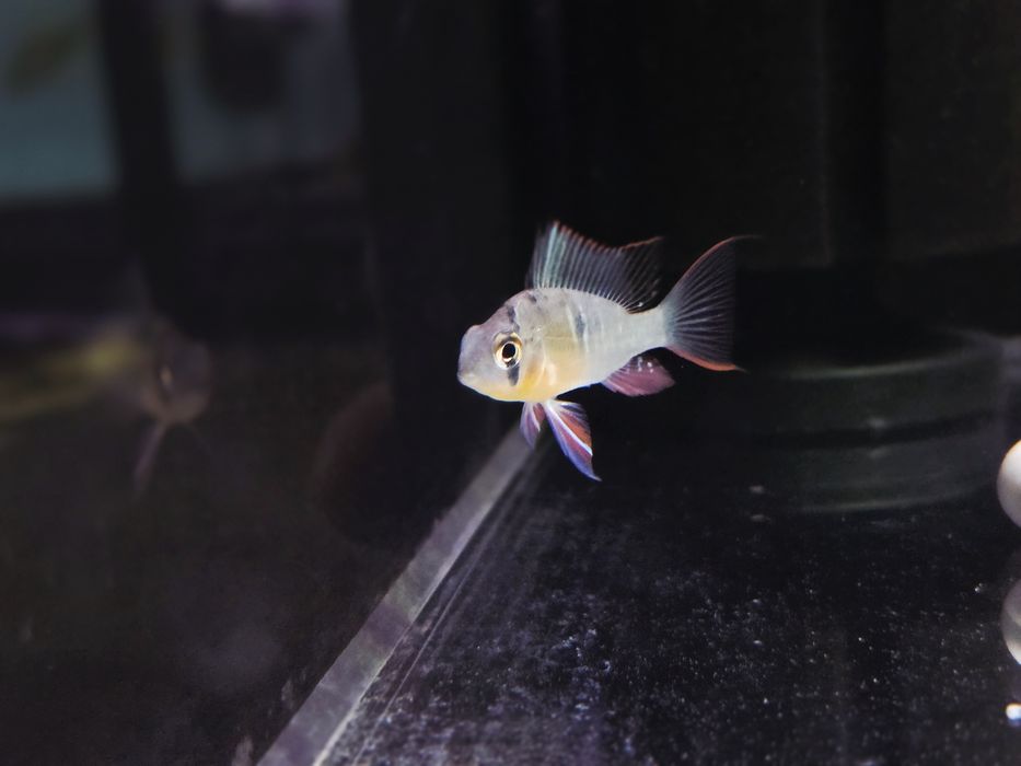 Pielęgniczka Boliwijska (Mikrogeophagus altispinosus)