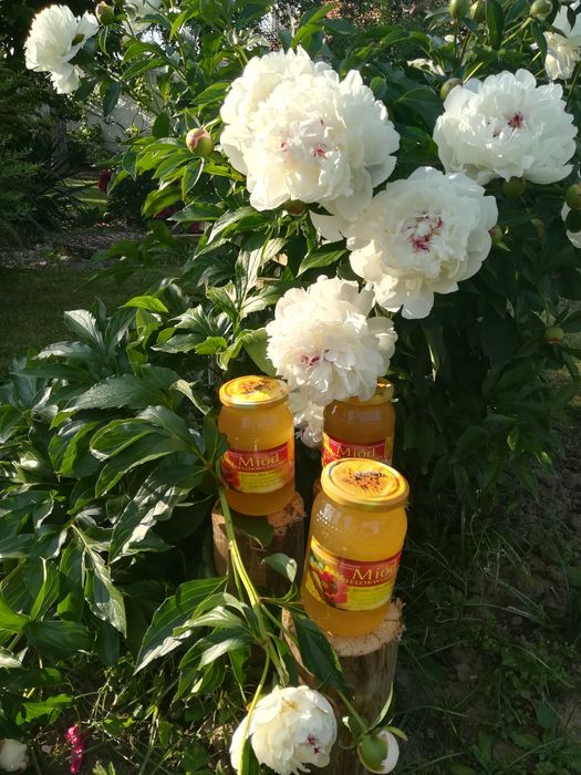 Naturalny miód pszczeli prosto z ula