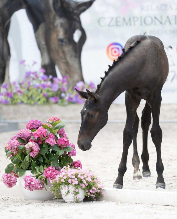 Ogierek po White Hero( Hickstead White – Quintero – Cardino)