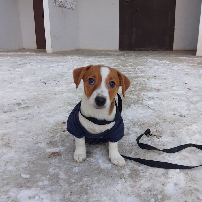 Цуценята Джек Рассел Терьер