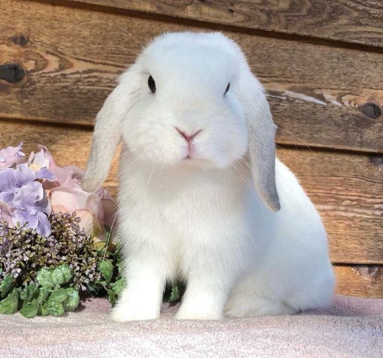 KIT Coelhos anões mini loop, orelhudos muito meigos e brincalhões