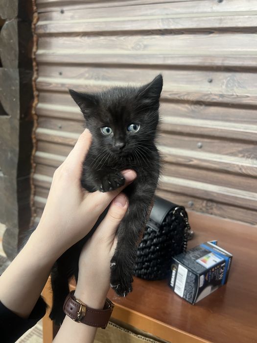 Віддам в дар кошеня
