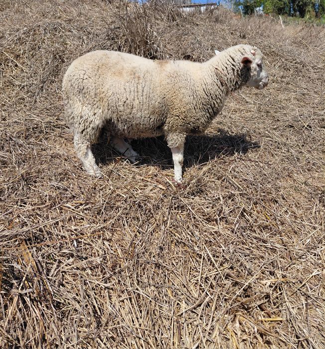 Vendo borrego Ile de France