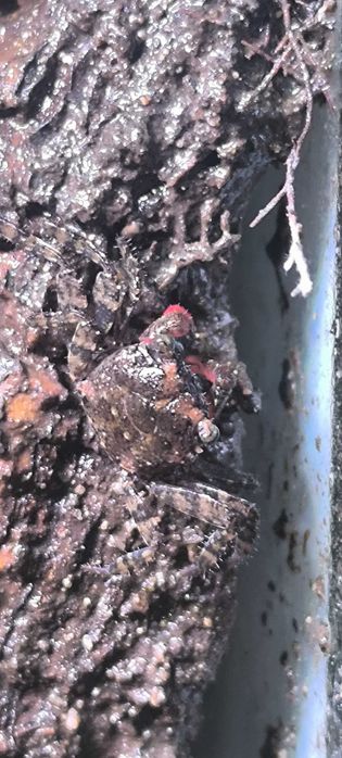 Caranguejos de água doce