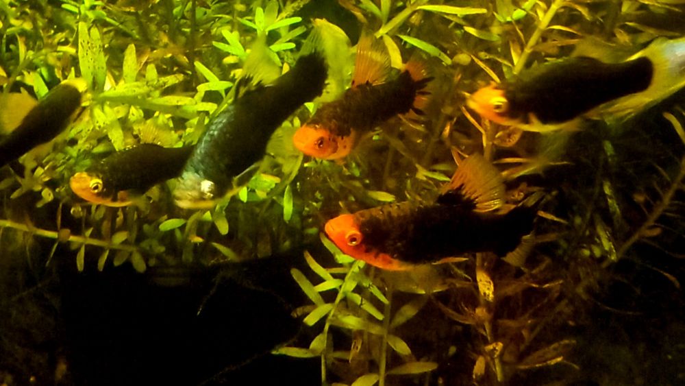 Пецилія  Чорна ,чорно ряба.