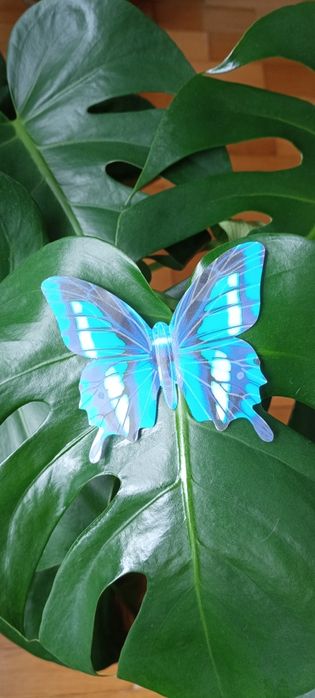 Niebieskie motylki, świecą w ciemności
