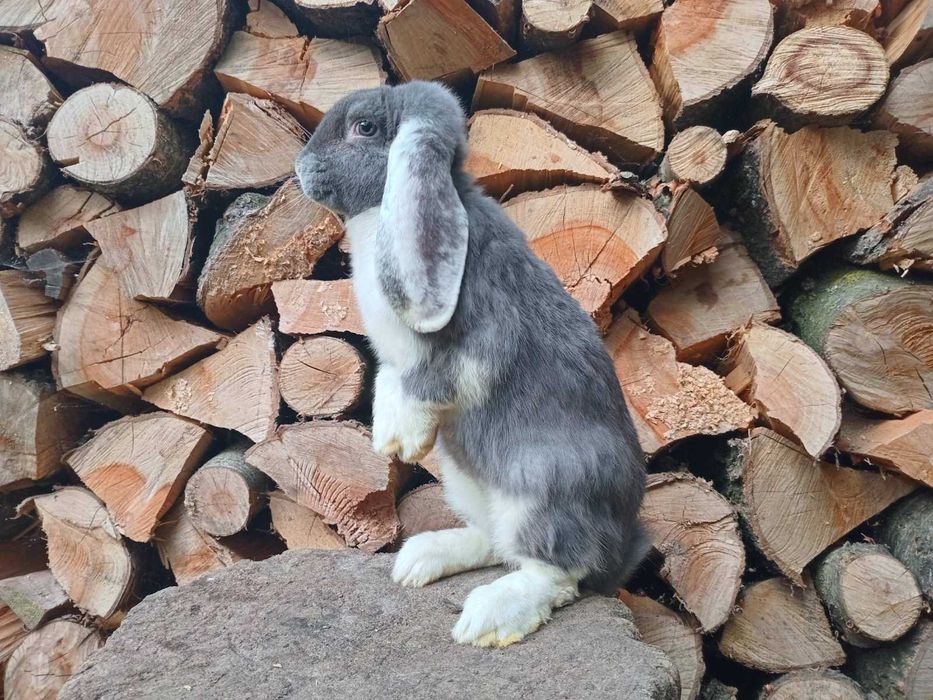 Кролі різних порід