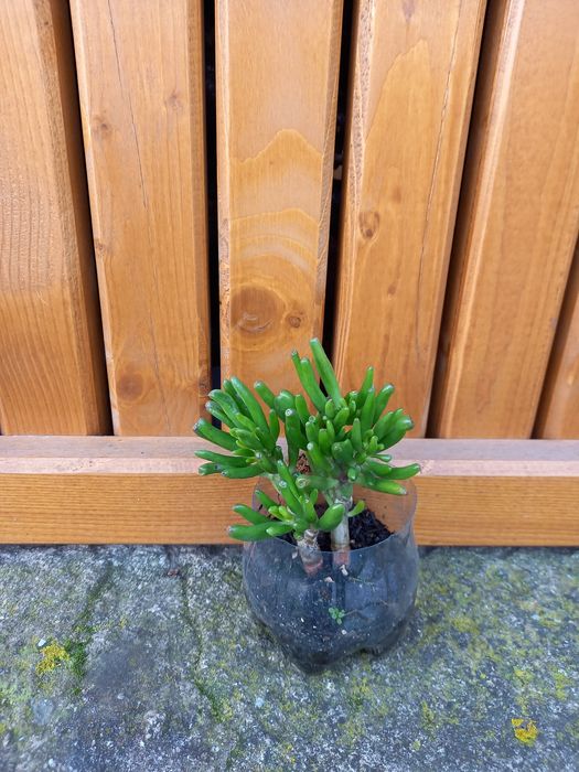 Muda de cato crassula ovata