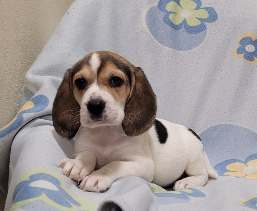 Cachorrinha beagle tricolor