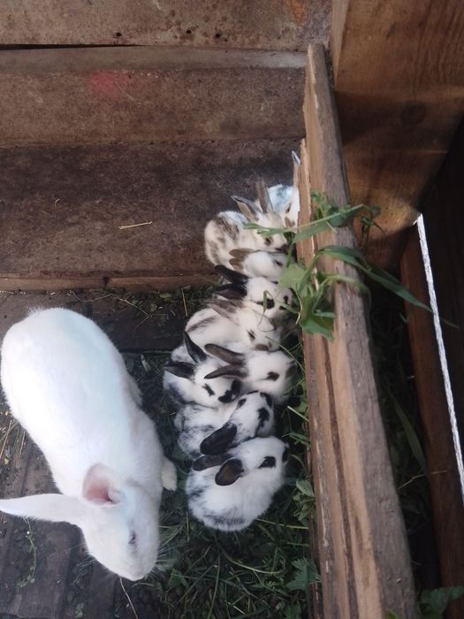 Продам валєрних кроликів