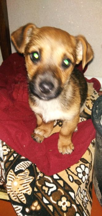 Віддам безкоштовно