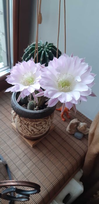 Кактуси кімнатні