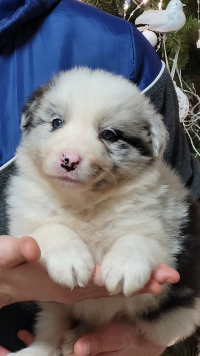Border Collie piesek