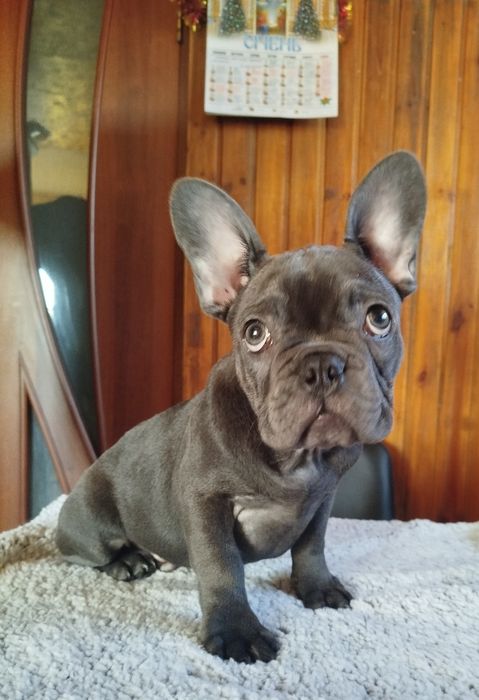 Щенок Французского бульдога. Мальчики 3,5 месяца.