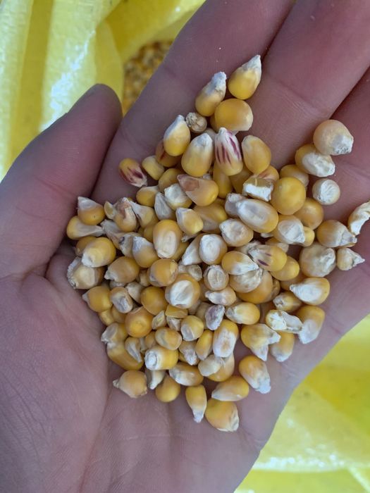 Kukurydza drobna popcorn cena od 250 kg