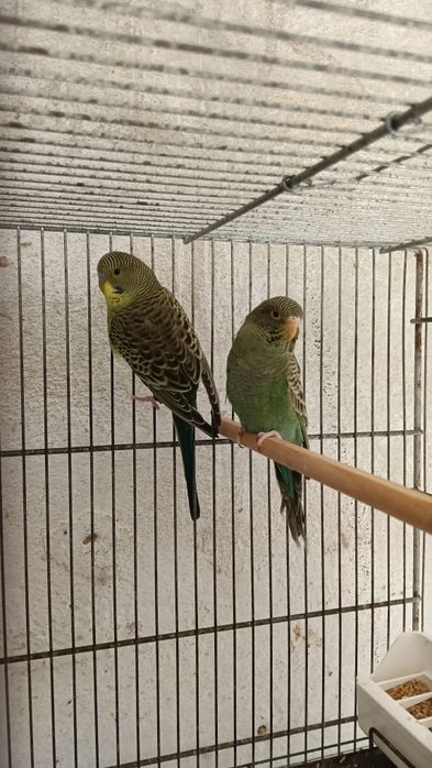 Blackfaces e doubleblacks