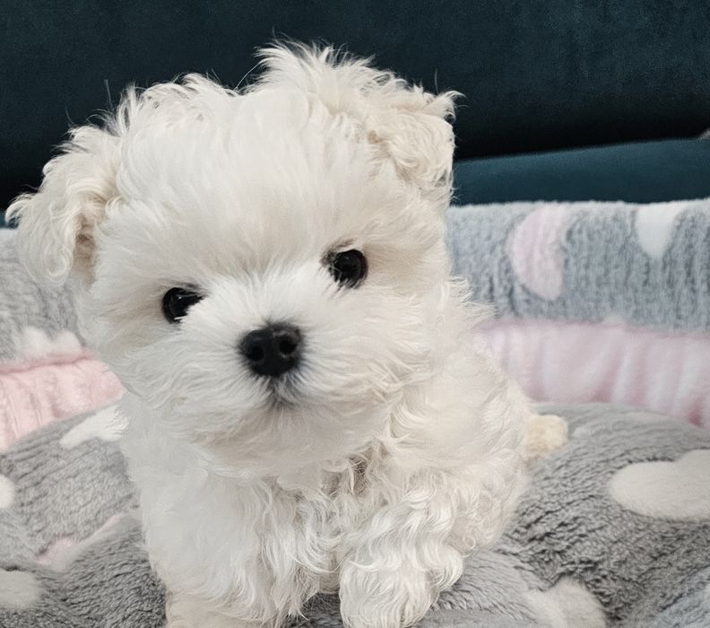 Maltańczyk malutka sunia rodowód ZKWP FCI