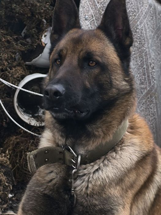 Гарний чистокровний  хлопчик