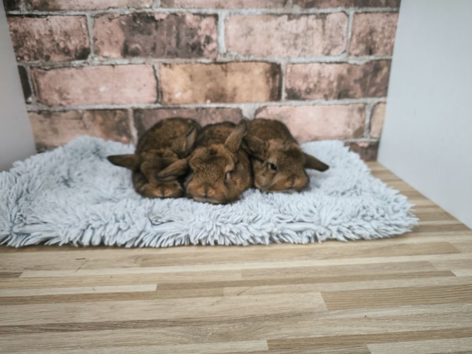 Króliczki karzełki baranki mini króliki