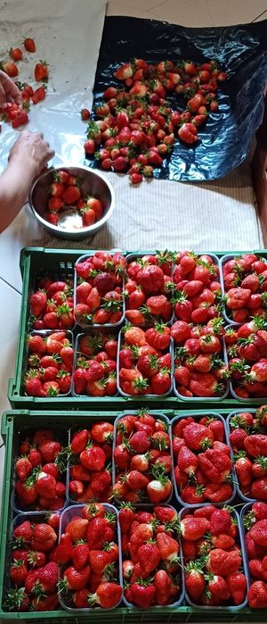 Полуниця саджанці...