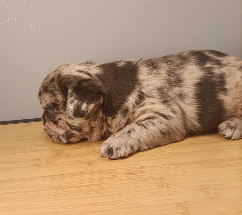 Bulldog francês Merle