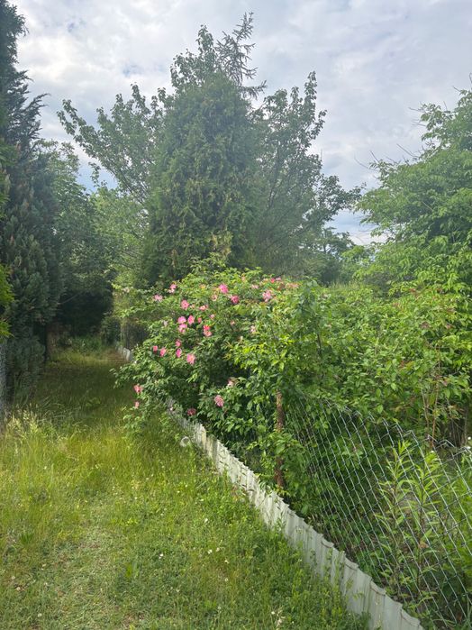 Działka ROD - duża - Czerniaków - Widok 6