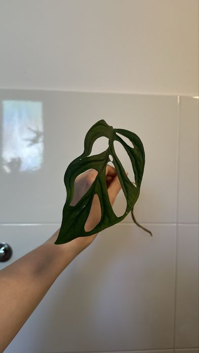 Monstera 'Esqueleto' szczepka